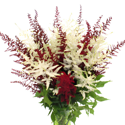 Red and White Astilbe Flower November to April