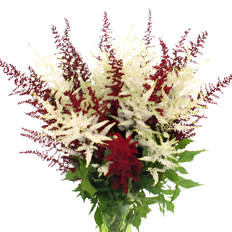Red and White Astilbe Flower November to April