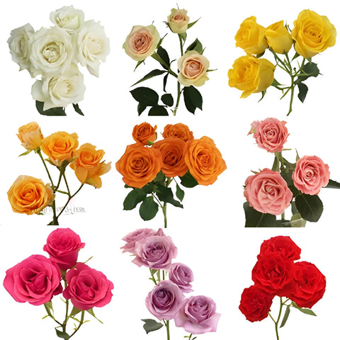 Wholesale Farm Mix Spray Roses for Mom