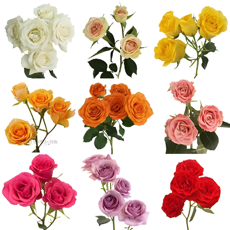 Wholesale Farm Mix Spray Roses for Mom