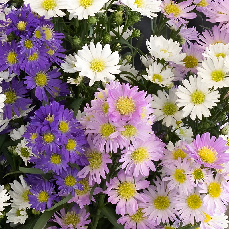 Aster Flowers Farm Mix Close Up - Image