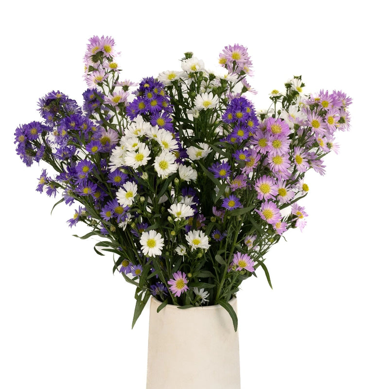 Aster Flowers Farm Mix Stem - Image