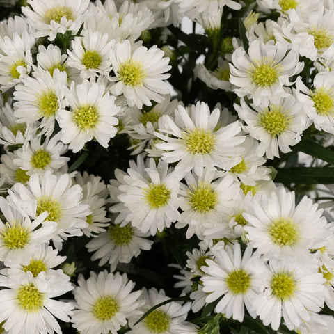 Aster Flowers White Close Up - Image