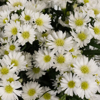 Aster Flowers White Close Up - Image