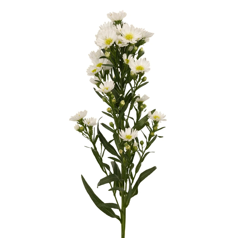 Aster Flowers White Stem - Image