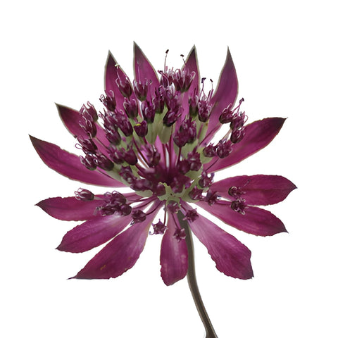 Purple Bulk Astrantia Flowers