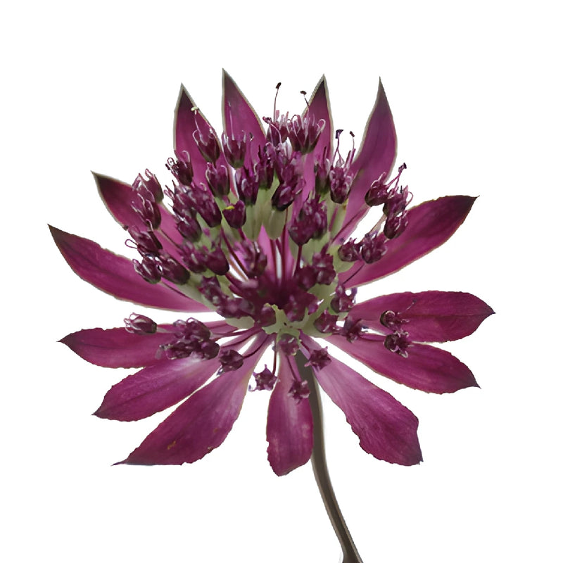 Purple Bulk Astrantia Flowers