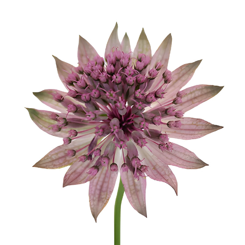 Pink Lavender Astrantia Flowers