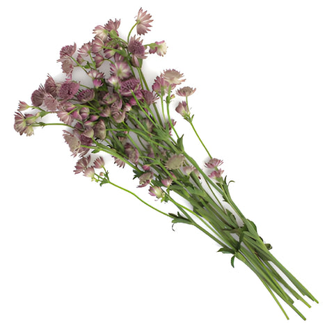 Pink Lavender Astrantia Flowers