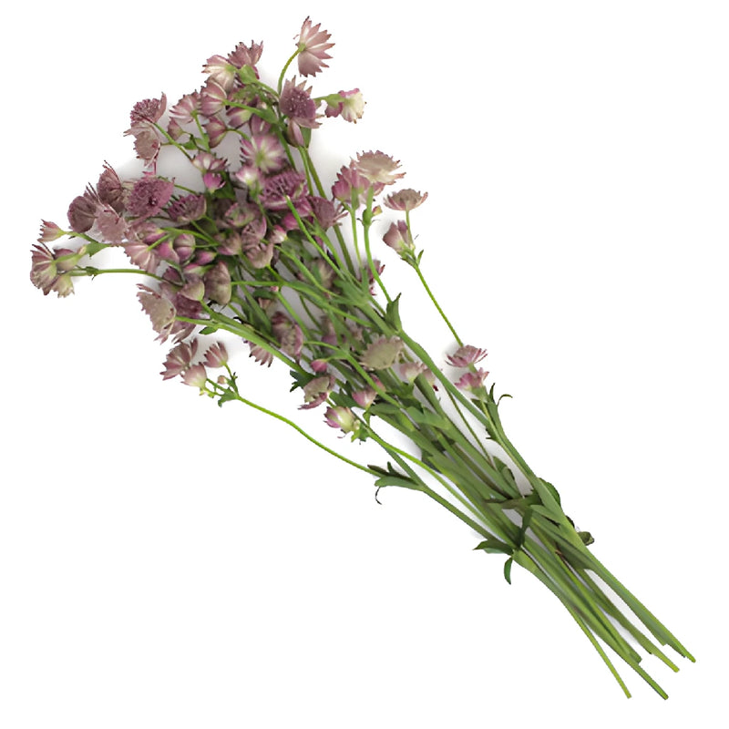 Pink Lavender Astrantia Flowers