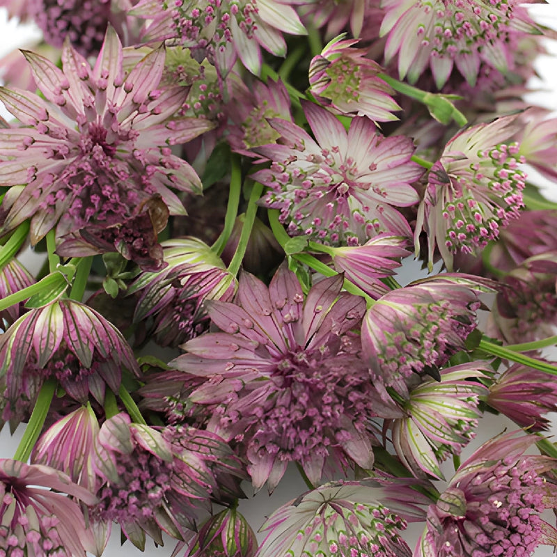 Buy Wholesale Pink Lavender Astrantia Flowers in Bulk