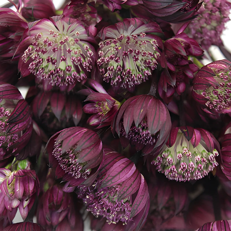 Purple Bulk Astrantia Flowers