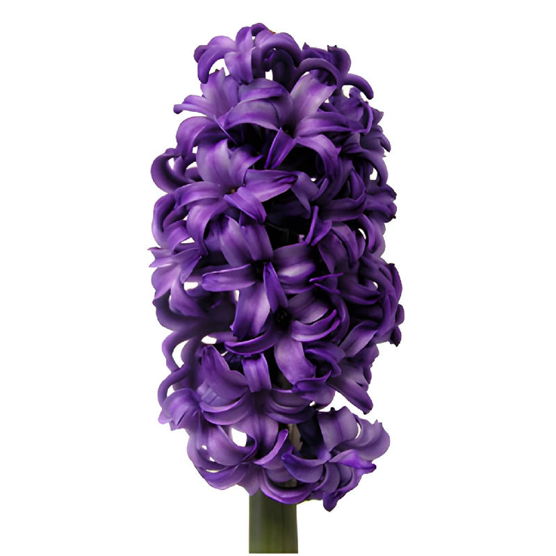 Buy Wholesale Royal Purple Hyacinth Flowers in Bulk