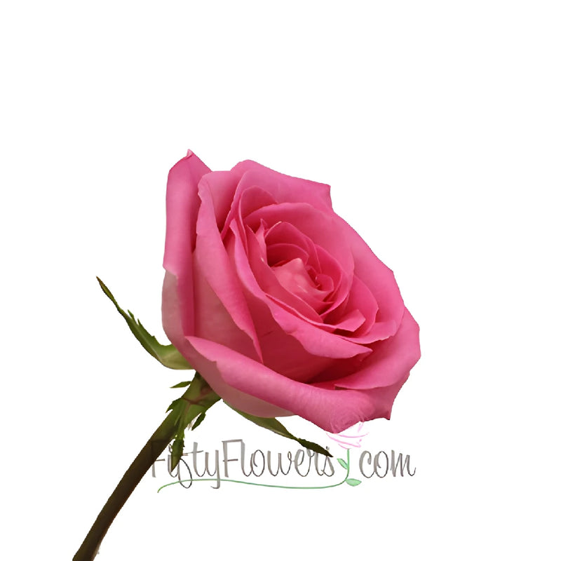 Attache Hot Pink Rose