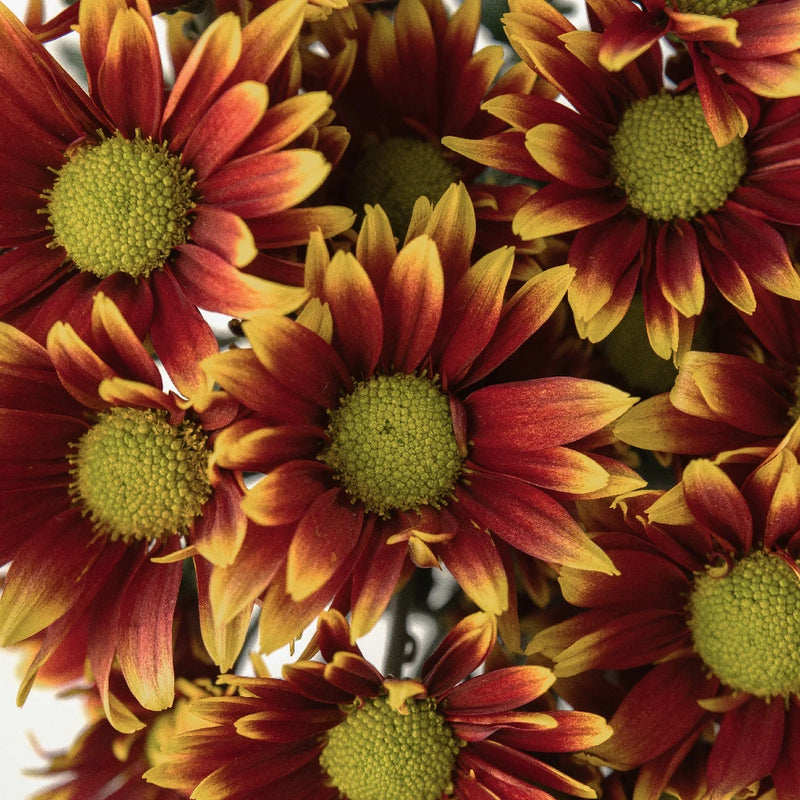 Autumn Daisy Flower Close Up - Image