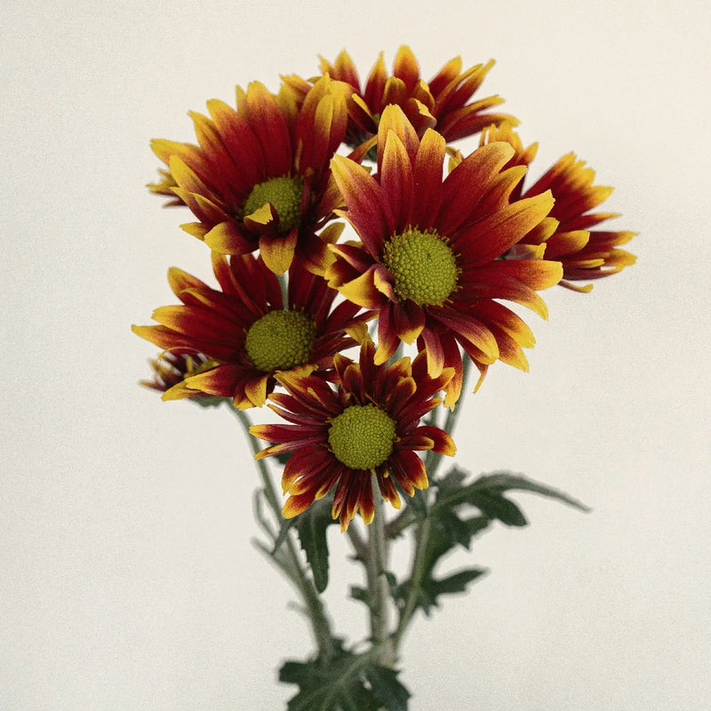 Autumn Daisy Flower Stem - Image