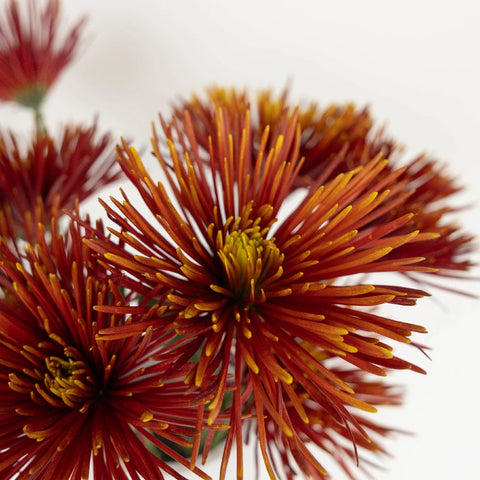 Autumn Rust Spider Mum Flowers Close Up - Image