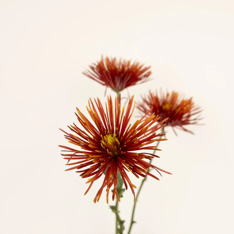 Autumn Rust Spider Mum Flowers Stem - Image