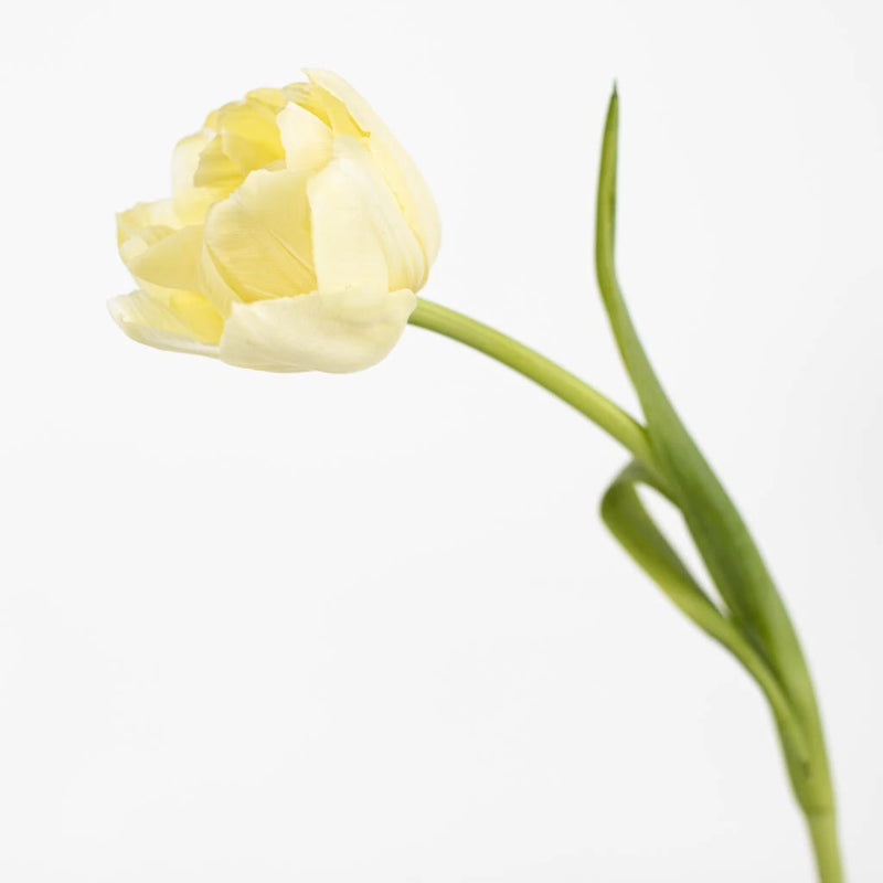 Avant Garde Double Tulip Flower Close Up - Image