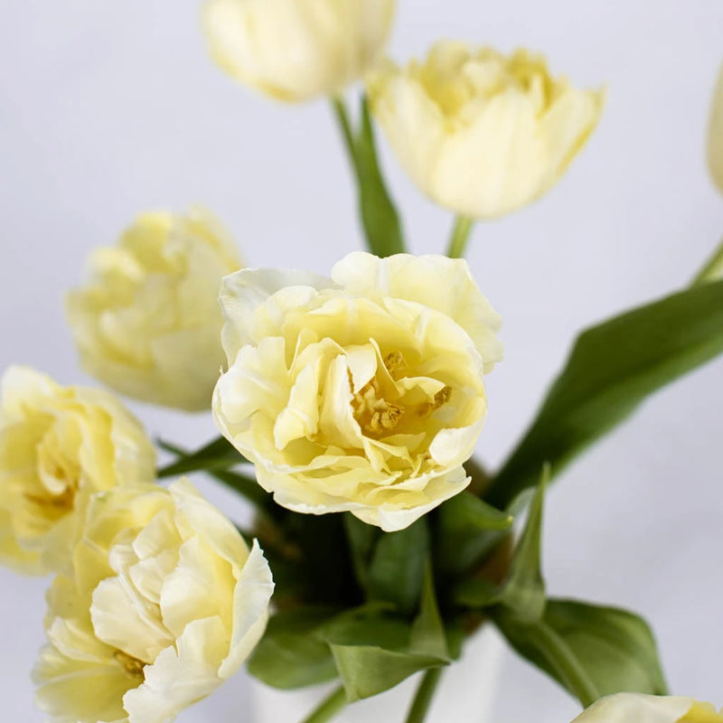 Avant Garde Double Tulip Flower Stem - Image