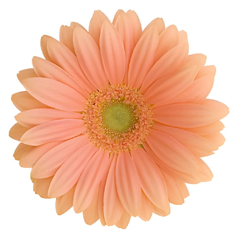 Gerbera Daisy Avignon Coral Wholesale Flower Up close