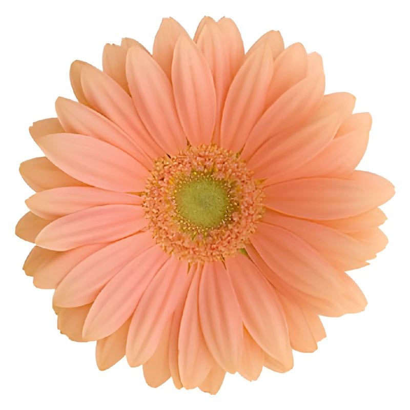 Gerbera Daisy Avignon Coral Wholesale Flower Up close