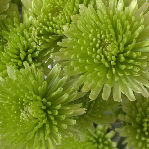 Avocado Green Novelty Chrysanthemum Close Up - Image