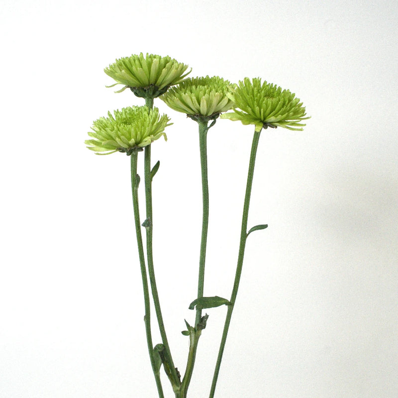 Avocado Green Novelty Chrysanthemum Stem - Image