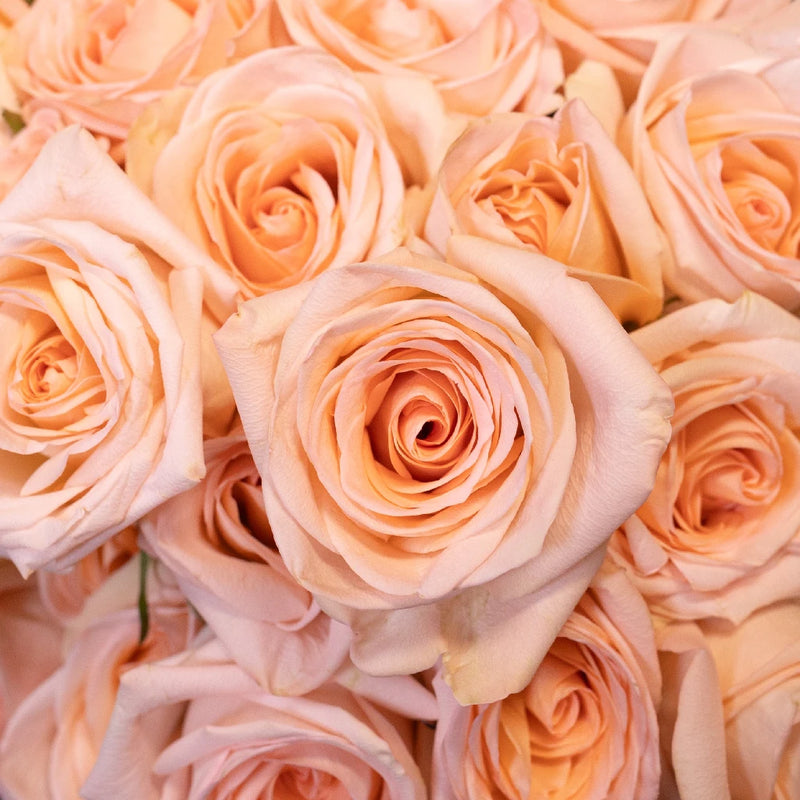 Azafran Orange Rose Close Up - Image