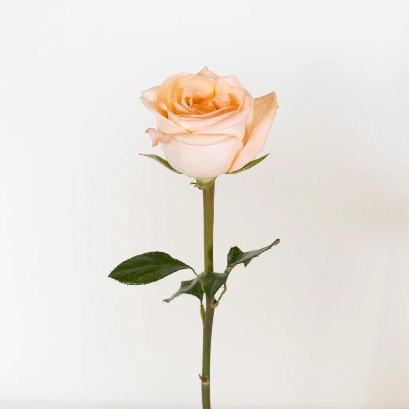 Azafran Orange Rose Stem - Image