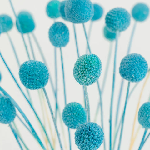 Baby Blue Dried Craspedia Billy Ball Close Up - Image
