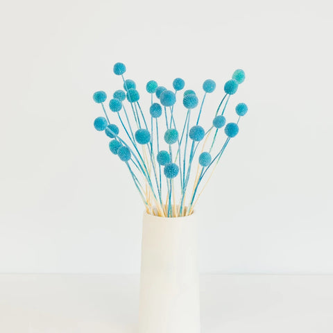 Baby Blue Dried Craspedia Billy Ball Vase - Image