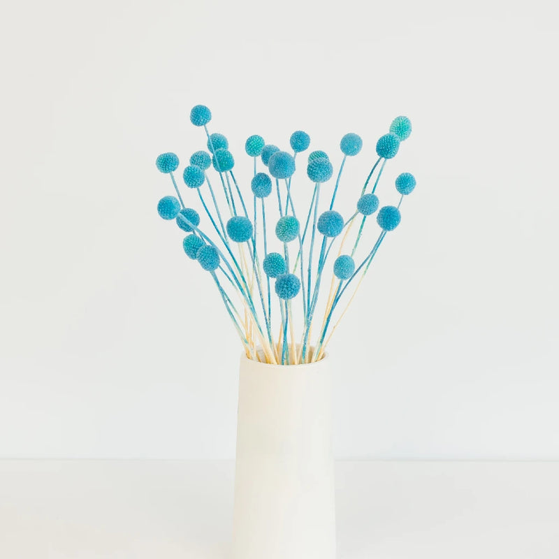 Baby Blue Dried Craspedia Billy Ball Vase - Image