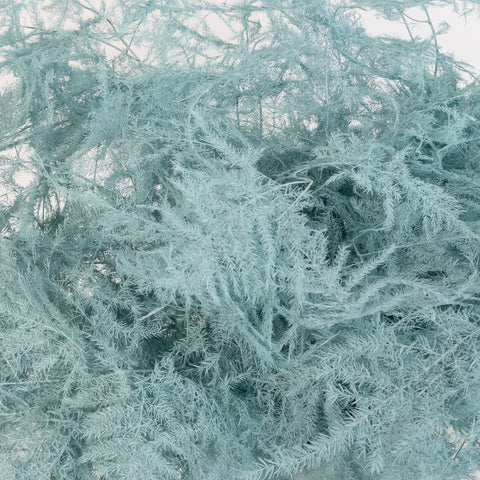 Baby Blue Enhanced Plumosa Fern Greenery Close Up - Image