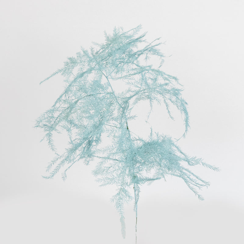Baby Blue Enhanced Plumosa Fern Greenery Stem - Image