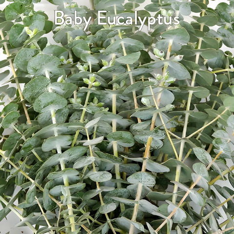 Baby Eucalyptus and White Flowers DIY Flower Kit Up Close