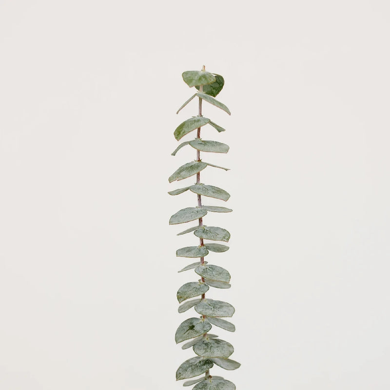 Baby Eucalyptus Greenery Stem - Image