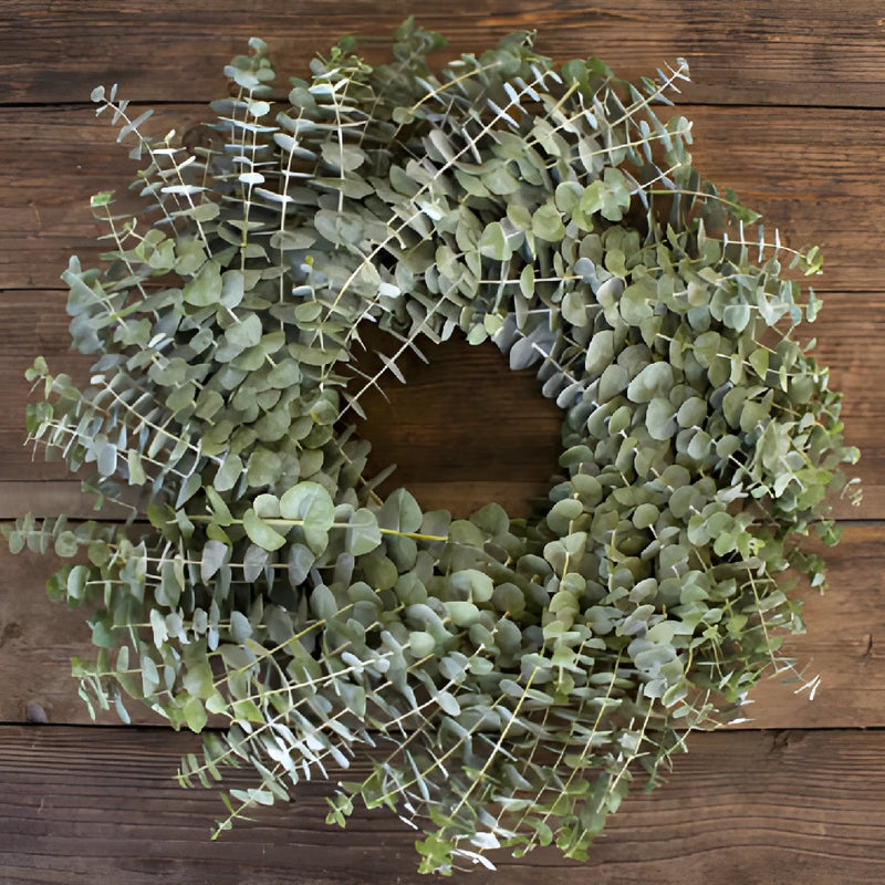 Baby Eucalyptus Fresh Wreaths