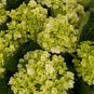 Baby Hulk Green Hydrangea Flower Close Up - Image