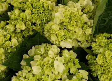 Baby Hulk Green Hydrangea Flower Close Up - Image