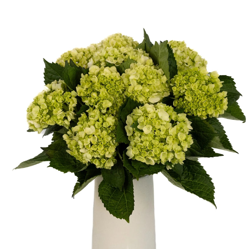 Baby Hulk Green Hydrangea Flower Vase - Image