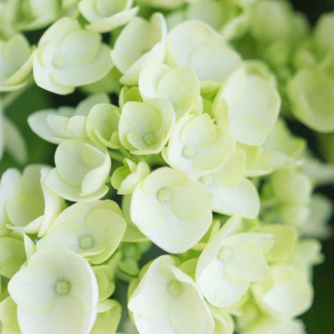 Baby Hydrangea Honeydew Green Flower Close Up - Image