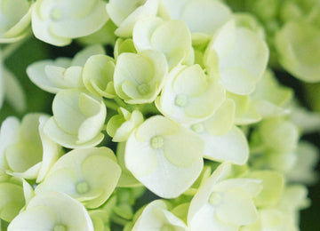 Baby Hydrangea Honeydew Green Flower Close Up - Image