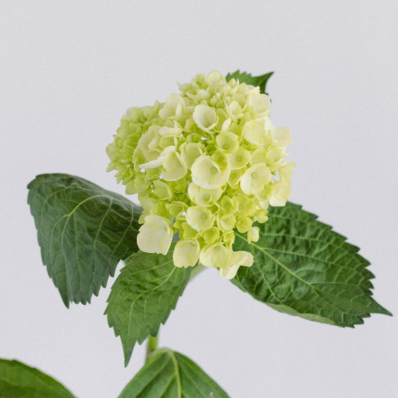 Baby Hydrangea Honeydew Green Flower Stem - Image