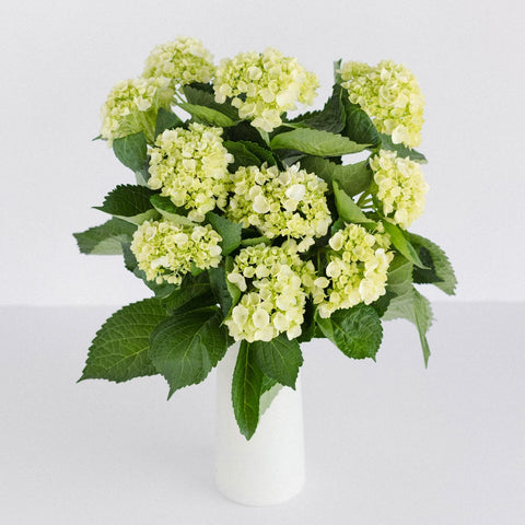 Baby Hydrangea Honeydew Green Flower Vase - Image
