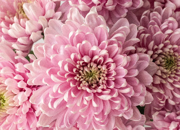 Baby Lavender Flower Close Up - Image