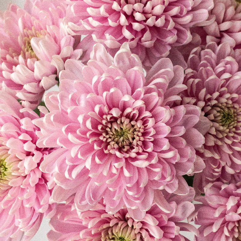 lavender flower pink Baby Lavender Flower