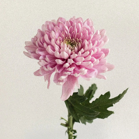 Baby Lavender Flower Stem - Image