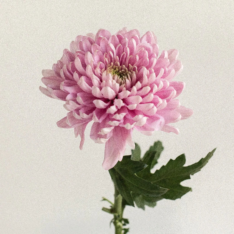 Dried French Lavender Bundle Cut Bank Florist - Rose Petal Floral and Gift