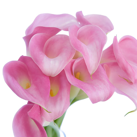 Pink Mini Calla Lily Flower